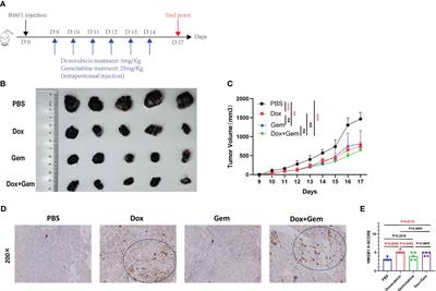 Effects of immunogenic cell death-inducing chemotherapeutics on the immune cell activation and tertiary lymphoid structure formation in melanoma